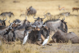 Namibia_August (48/135)
